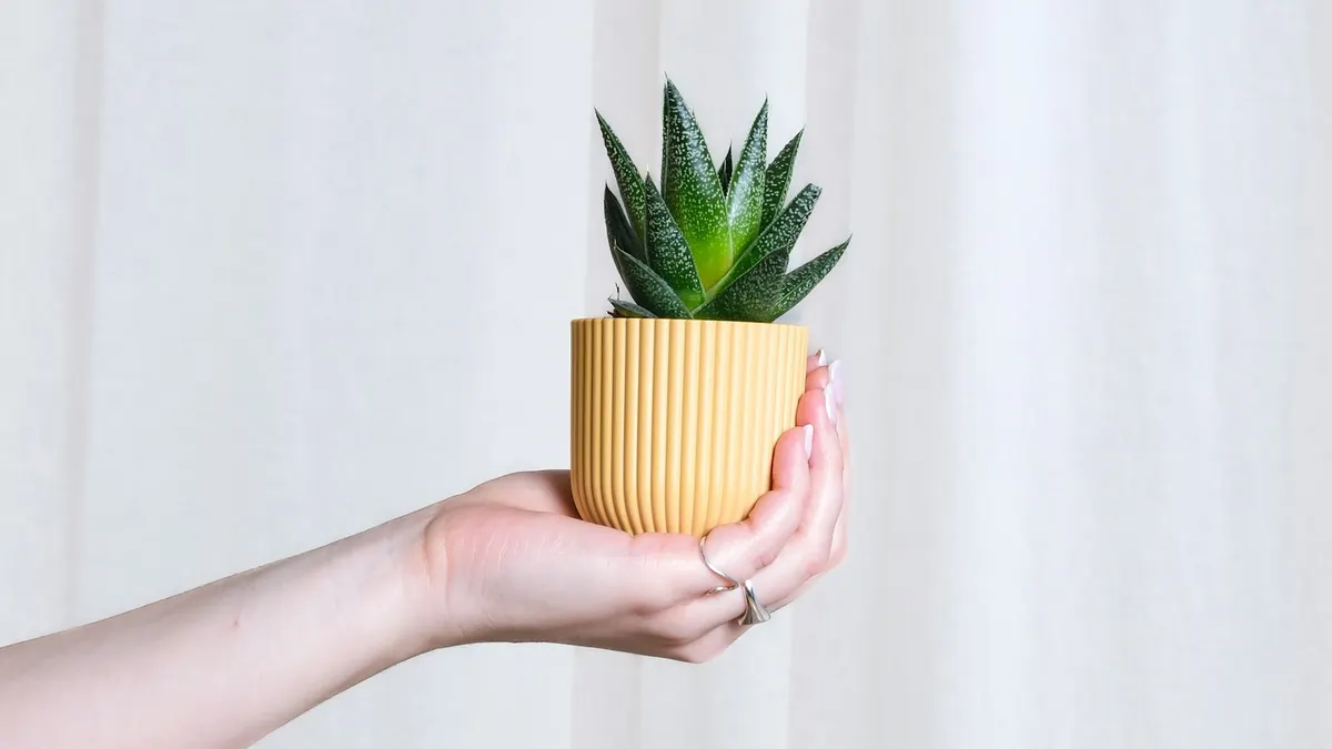 明るい部屋で、小さな多肉植物の鉢を両手のひらでそっと持つ様子。守り育てるイメージ。