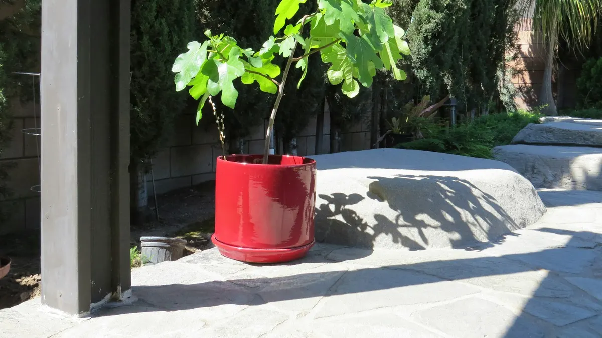 屋外の明るい場所、赤い鉢に植えられた若い植物。石畳の上で日差しを受けるイメージ。