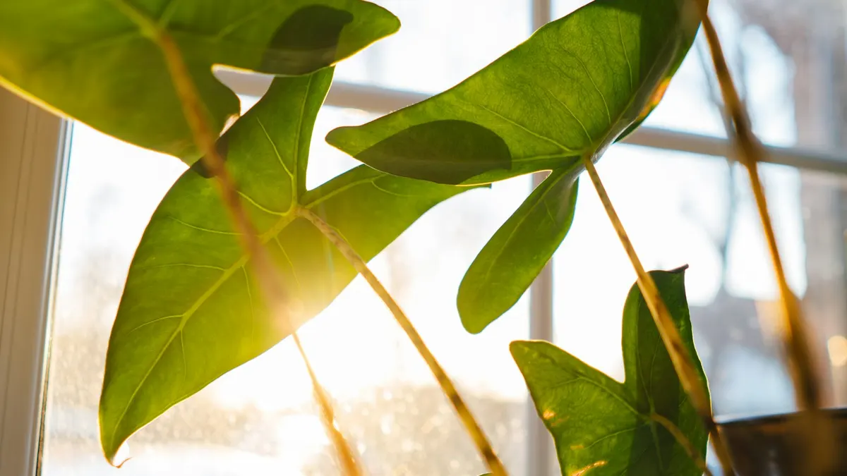 窓からの逆光で輝く観葉植物の葉。柔らかな朝の光が差し込む、育つイメージ。