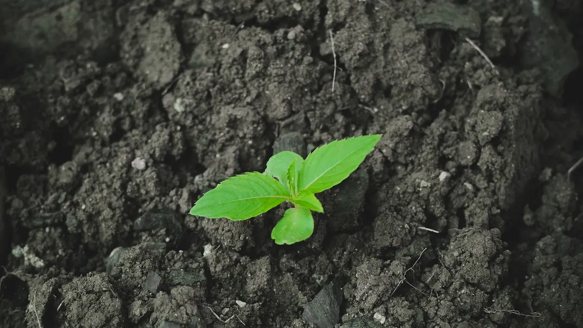 明るい光の中で育つ小さな芽。次に備えるイメージ。