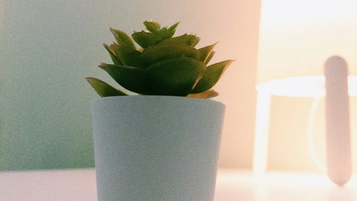 暖かい照明の灯る白い机に置かれた小さな多肉植物。仕組みで育てるイメージ。