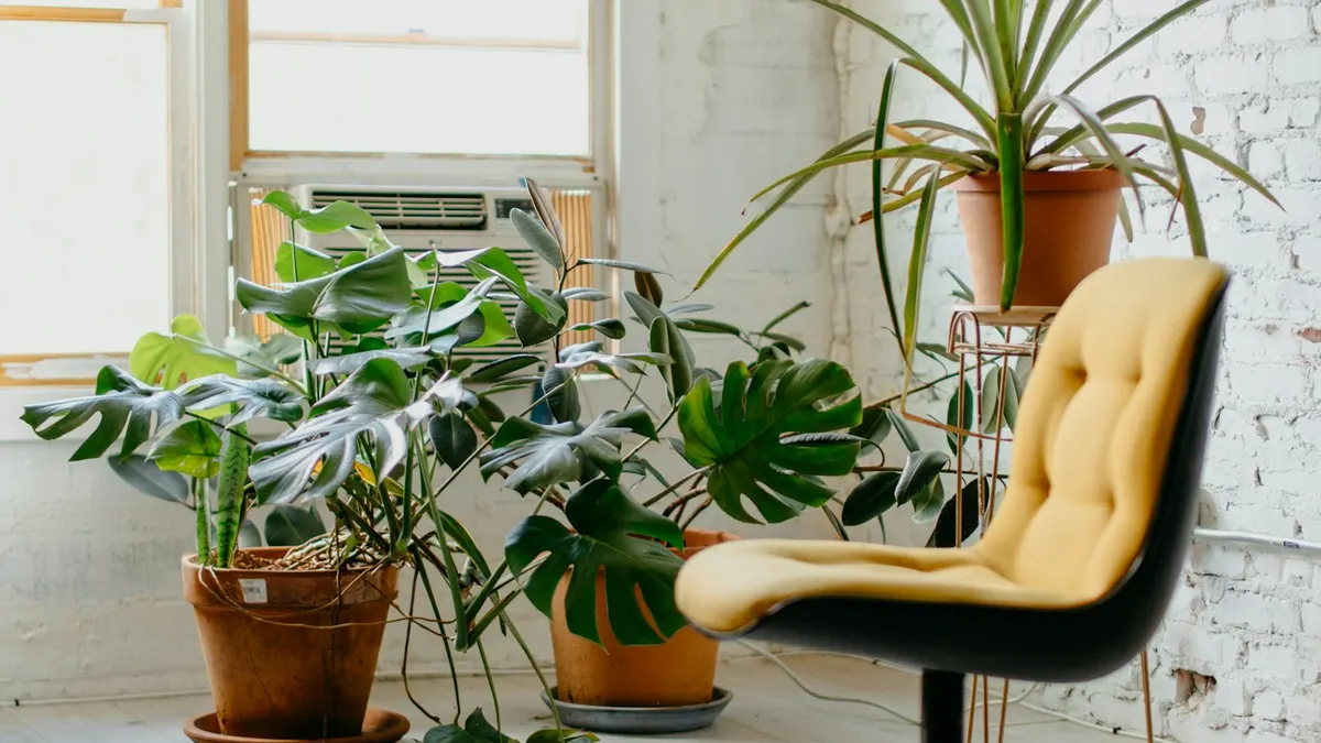観葉植物とレトロな椅子が置かれた、窓から光が入る明るい部屋。