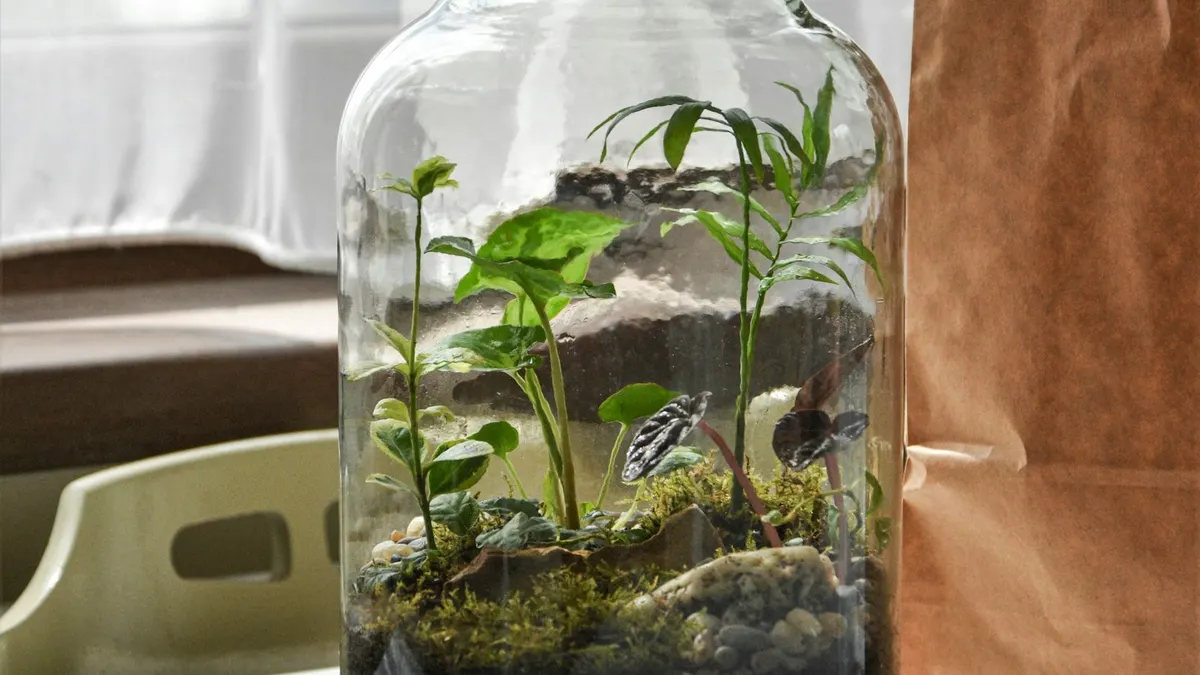 窓辺の光を受けて育つ、ガラス瓶の中の小さな植物たち。