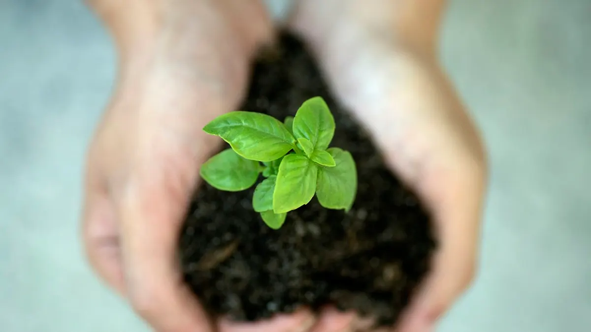 両手のひらに土と小さな双葉の芽をのせている様子。仕込みを育てて回すイメージ。