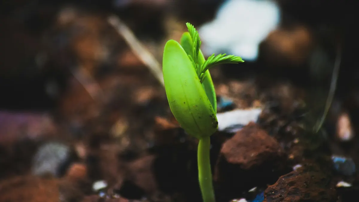 明るい光の中で育つ小さな芽。ゆっくり増やすイメージ。