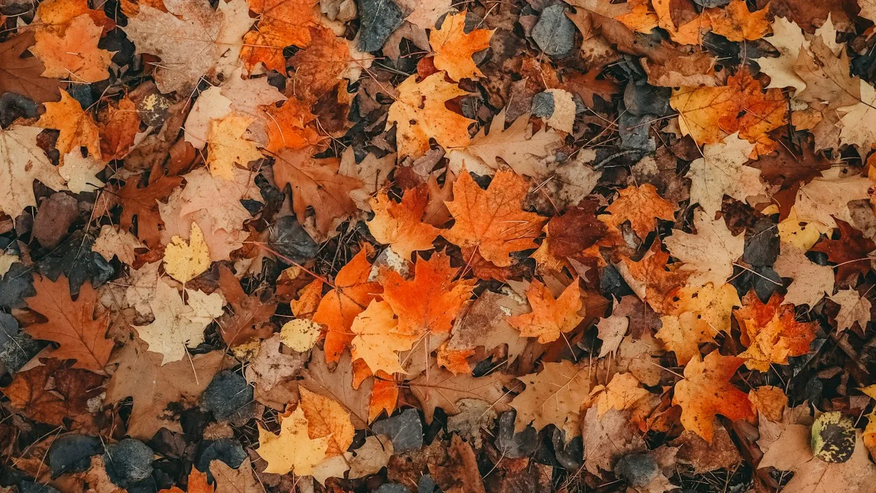 紅葉した木々のイメージ。10月前半が防寒具の最安値ゾーンであることを表す秋の風景。