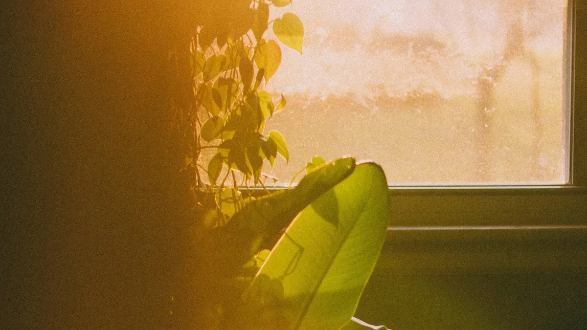 朝日が差し込む窓辺に置かれた観葉植物。落ち着いた部屋のイメージ。