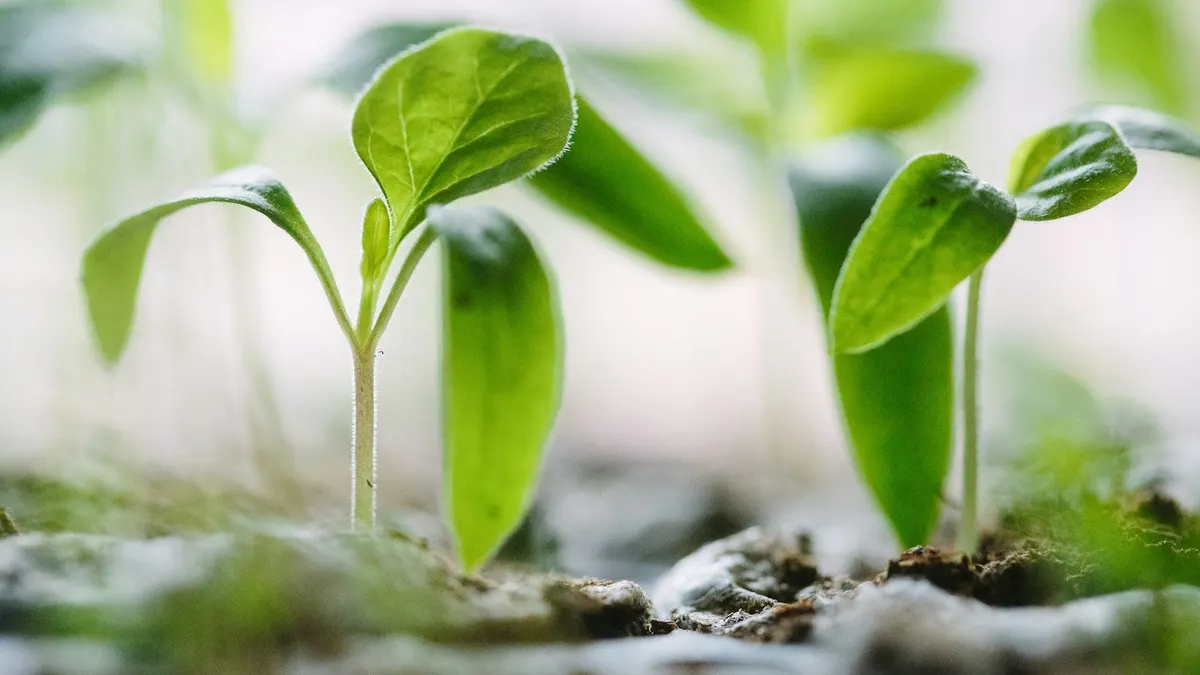 明るい光の中で育つ小さな観葉植物。ゆっくり増やすイメージ。