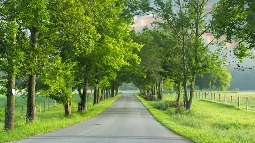 夏の緑に囲まれた郊外の道。車で仕入れに向かう道のイメージ