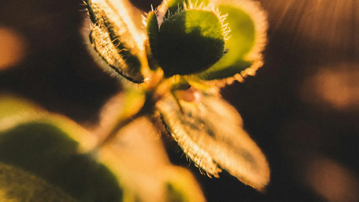 明るい光の中で育つ小さな芽。次に備えるイメージ。