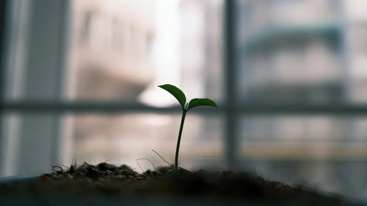 明るい光の中で育つ小さな芽。次に備えるイメージ。